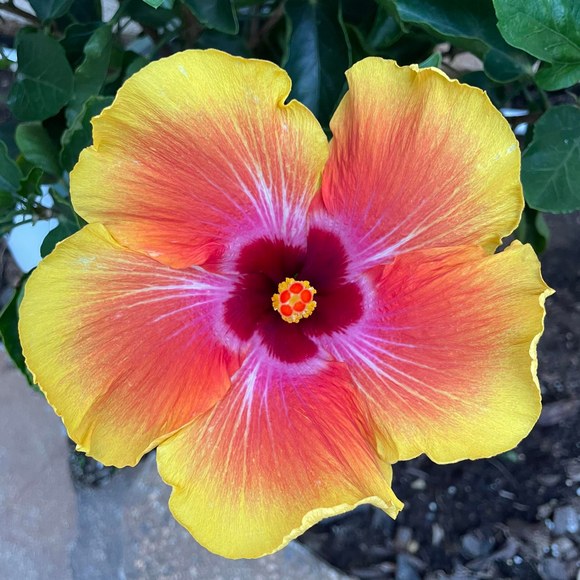sherylsamoff